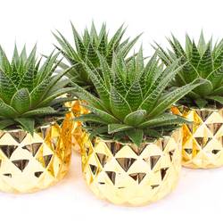 Aloë Gladiator rock Im Las Vegas Topf T14 H015