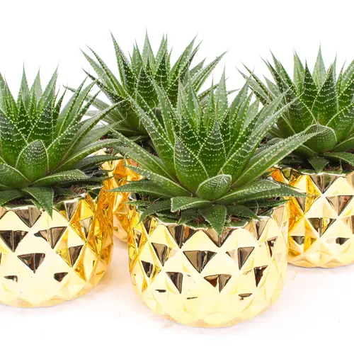 Aloë Gladiator rock Im Las Vegas Topf T14 H015