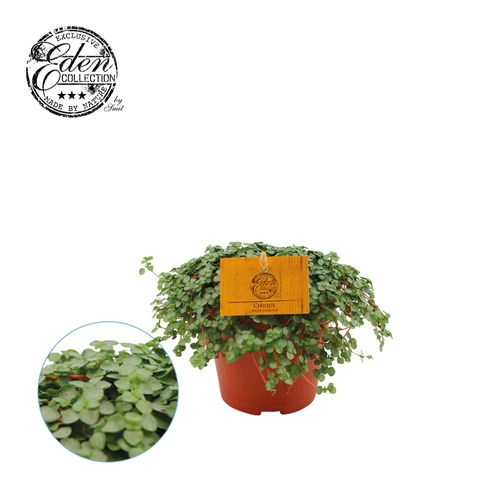 Pilea Glauca T12 H20