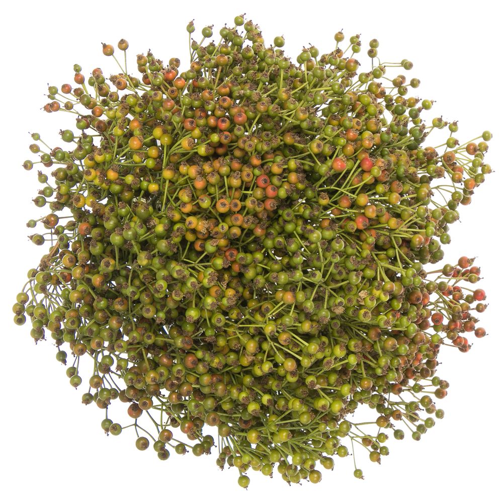 Hagebutte grün Autumn Flush 40cm