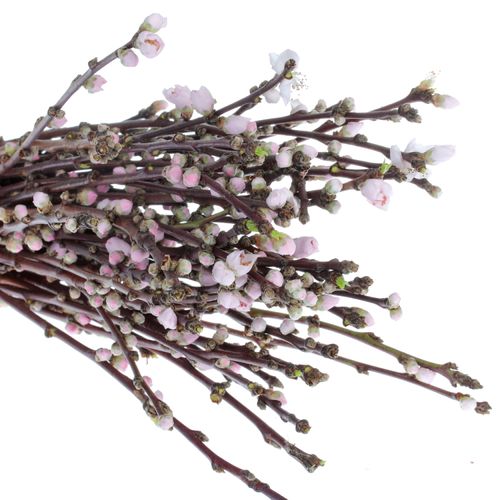 Prunus rosa 40cm Mandezweige