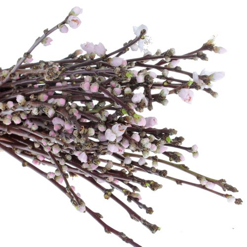 Prunus rosa 40cm Mandezweige