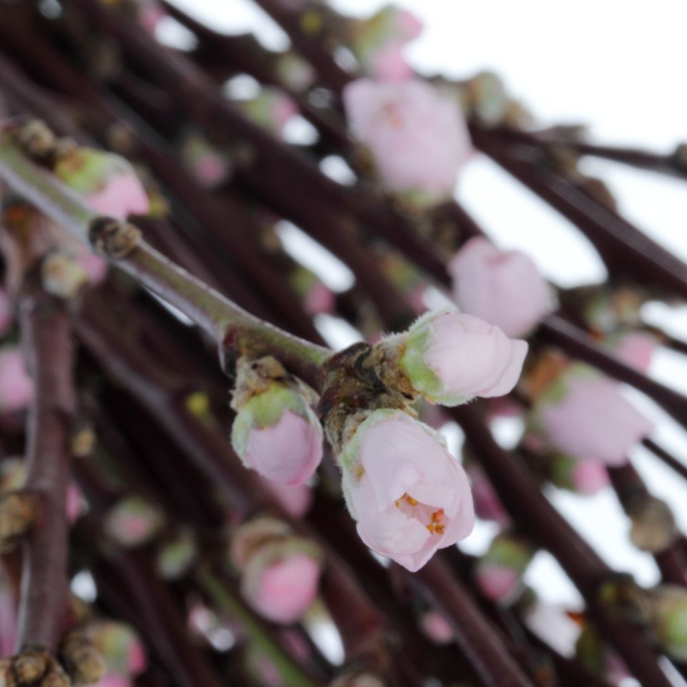 Prunus rosa 40cm Mandezweige