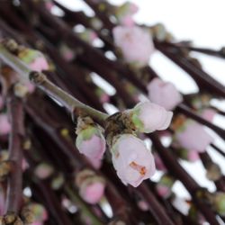 Prunus rosa 40cm Mandezweige