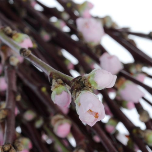 Prunus rosa 40cm Mandezweige