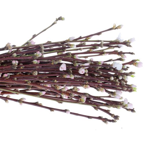 Prunus rosa 40cm Mandezweige