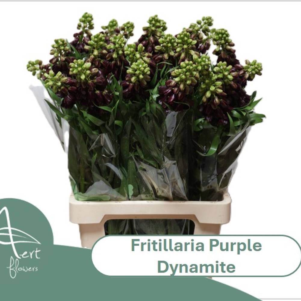 Fritilaria violett Purple Dynamite 75cm