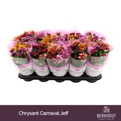 Chrys.Carnaval Artistic Jeff T12 H026