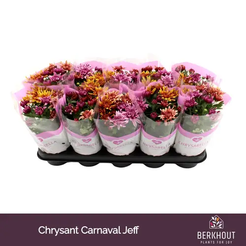 Chrysantheme Carnaval Artistic Jeff T12 H026