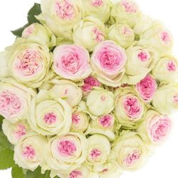 Rose verzweigt creme/rosa Gelato 7+Blüte 70cm