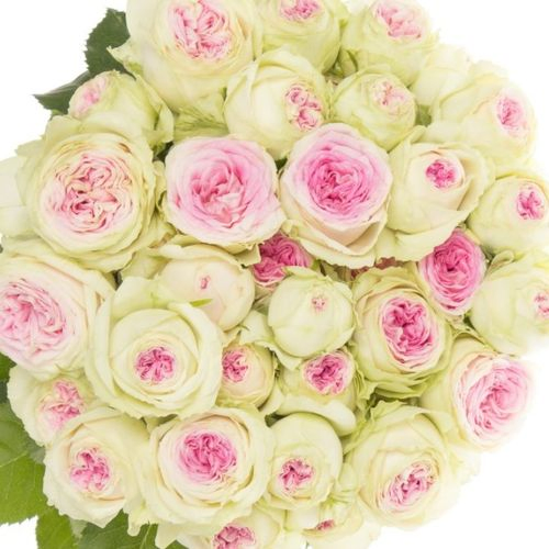 Rose verzweigt creme/rosa Gelato 7+Blüte 70cm