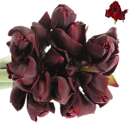 Amaryllis rot Loyalty