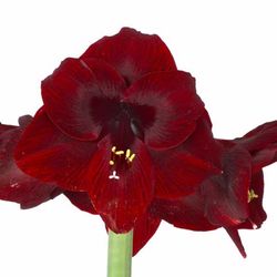Amaryllis rot Loyalty