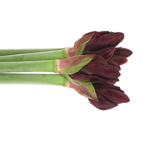 Amaryllis rot Loyalty