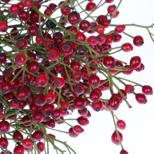 Hagebutte rot Autumn Spirit 70cm