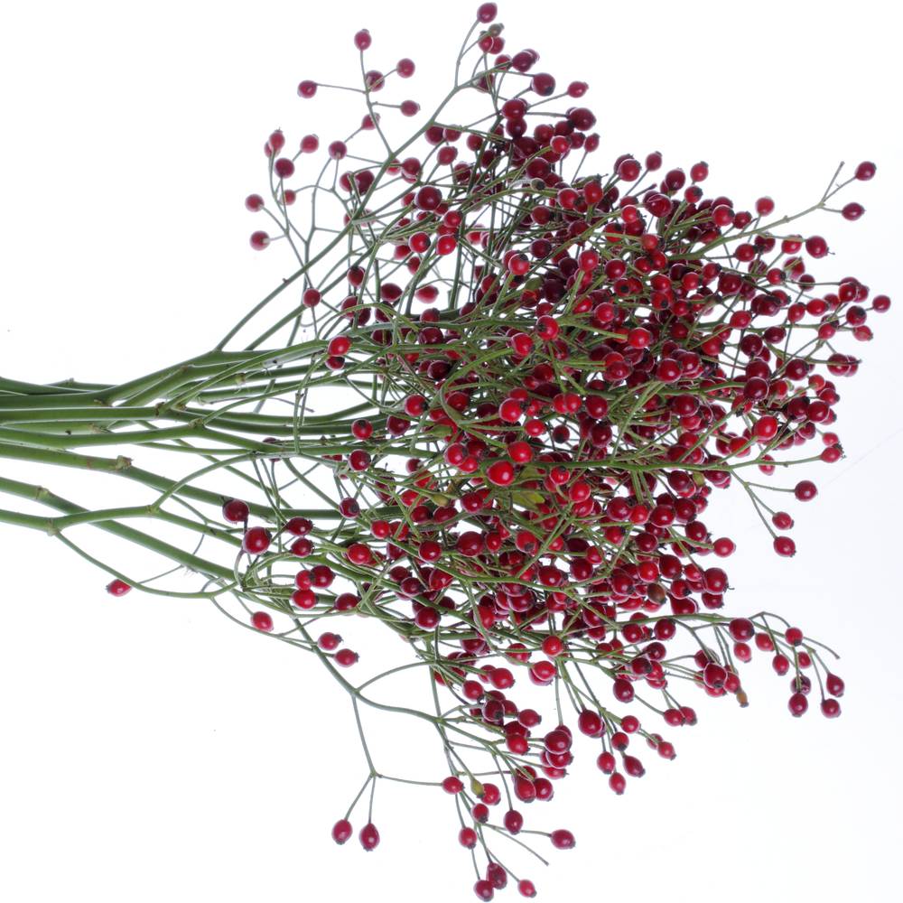Hagebutte rot Autumn Spirit 70cm