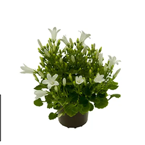 Campanula Porteschl. weiss T5,5 H10