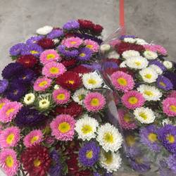 Aster mix gemischt 70cm