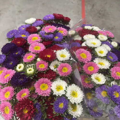 Aster mix gemischt 70cm