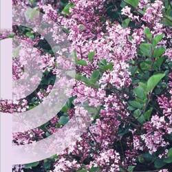 Syringa Meyeri Palibin auf Stamm T19 H100