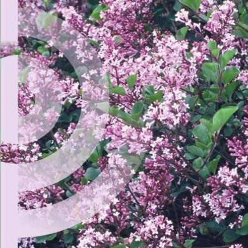 Syringa Meyeri Palibin auf Stamm T19 H100