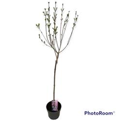 Syringa Meyeri Palibin auf Stamm T19 H100