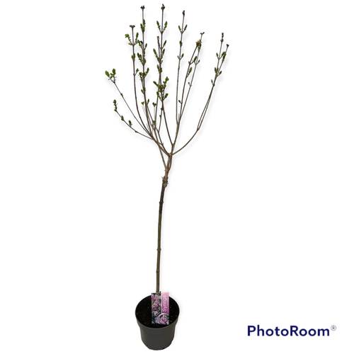 Syringa Meyeri Palibin auf Stamm T19 H100