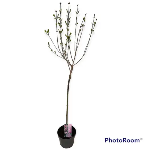 Syringa Meyeri Palibin auf Stamm T19 H100