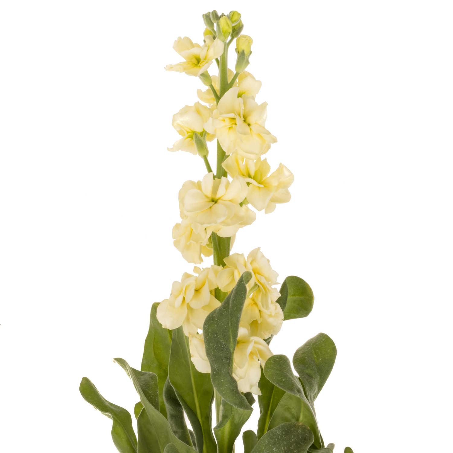 Levkoje hell gelb Iron Yellow Italien 60cm