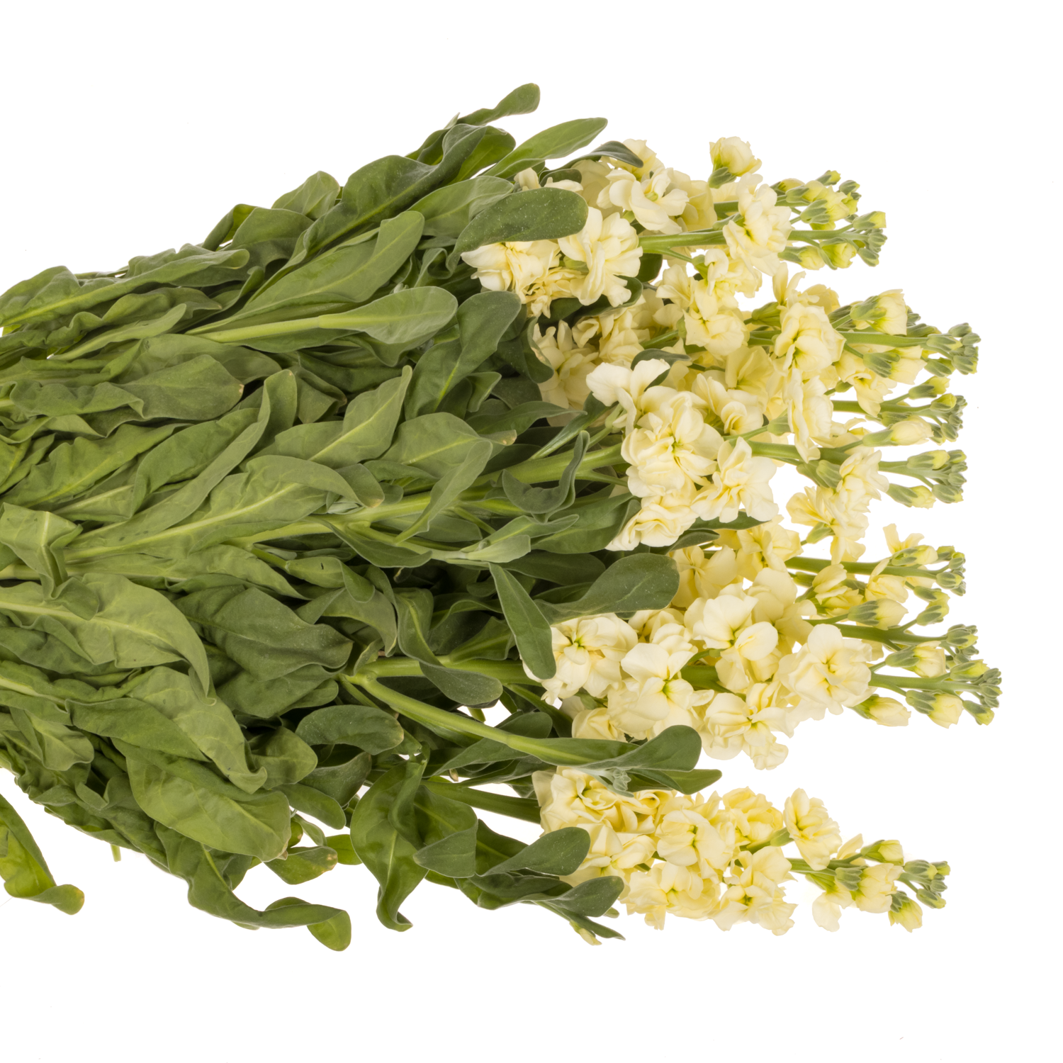 Levkoje hell gelb Iron Yellow Italien 60cm