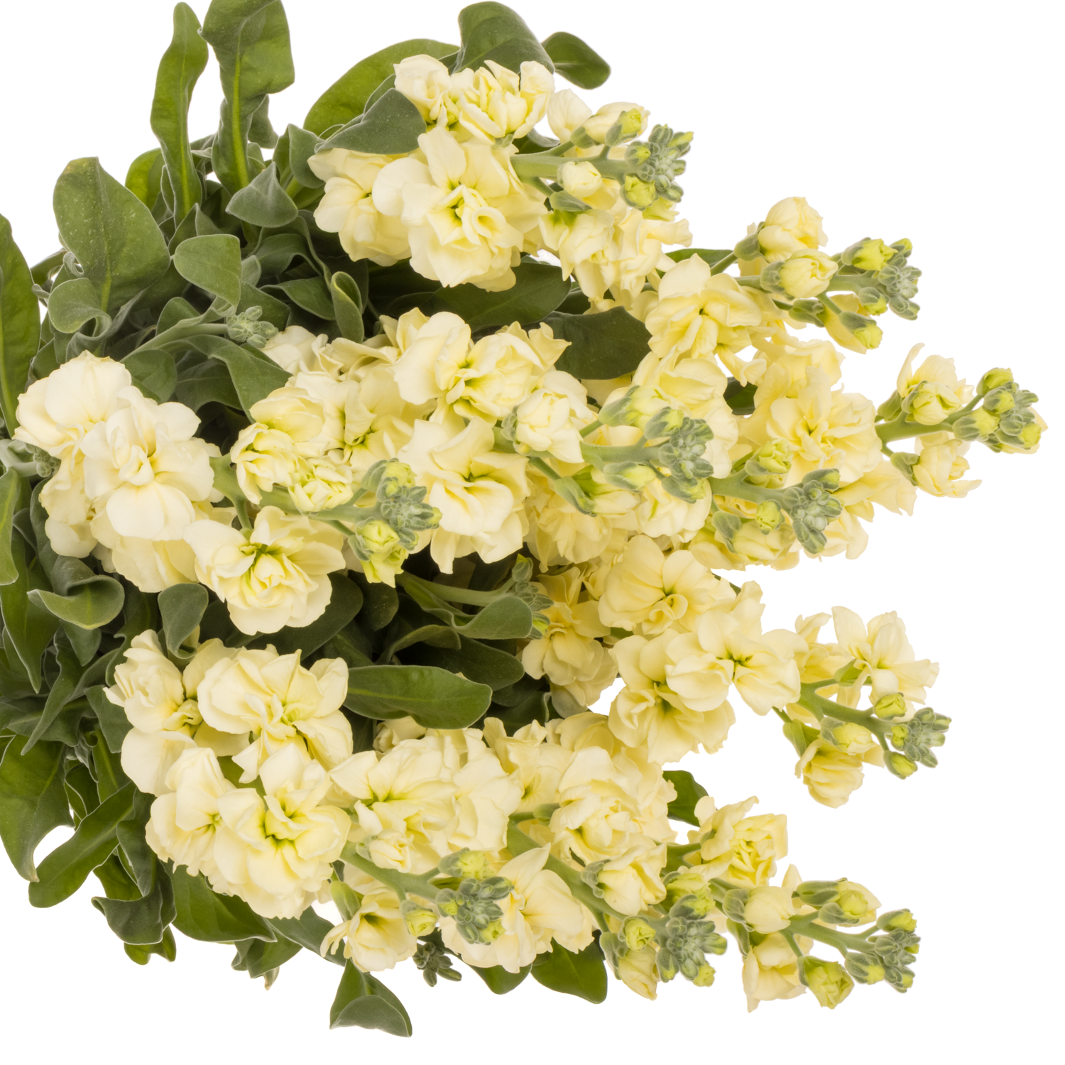 Levkoje hell gelb Iron Yellow Italien 60cm