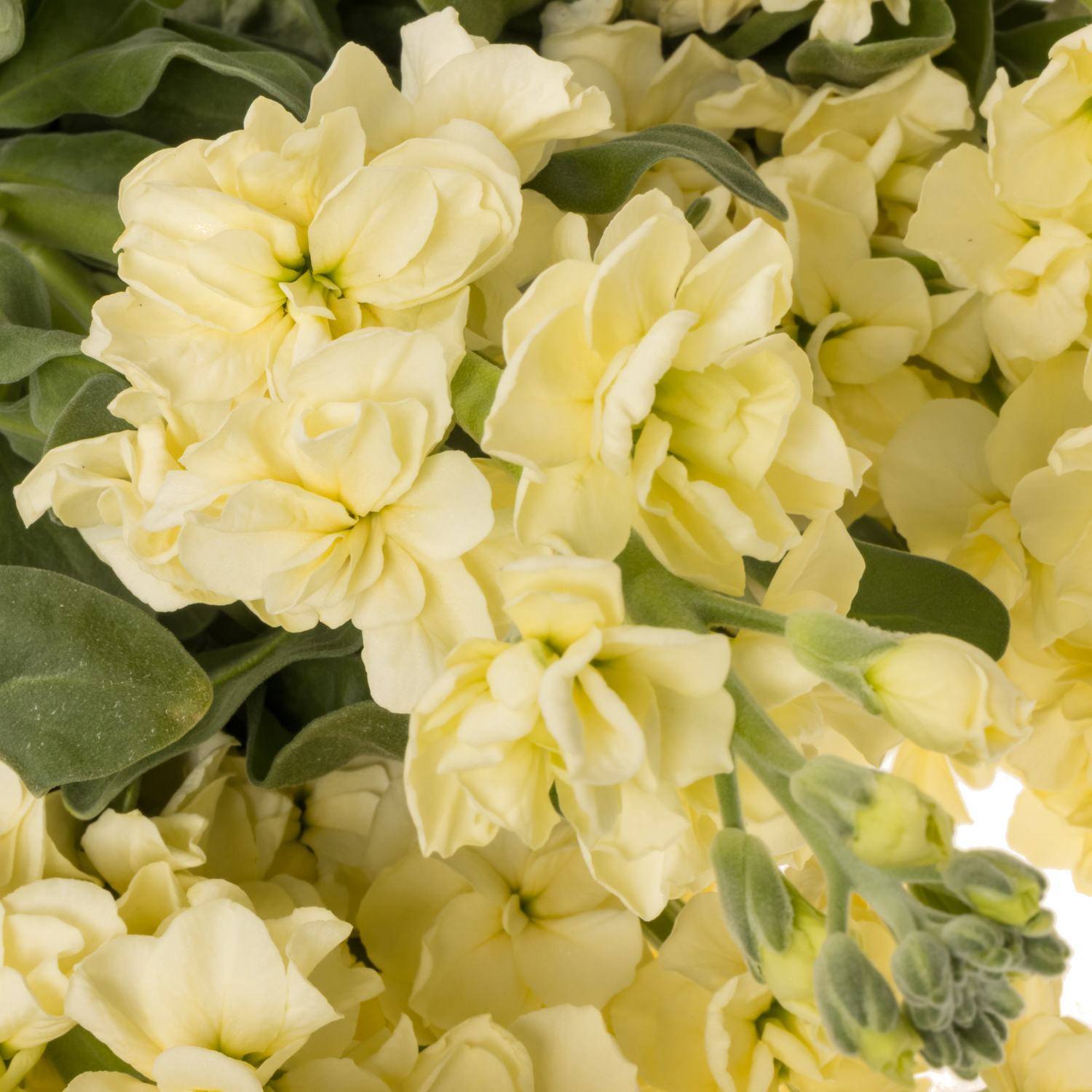 Levkoje hell gelb Iron Yellow Italien 60cm