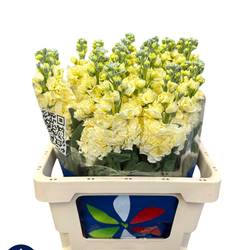 Levkoje hell gelb Iron Yellow 60cm Italien