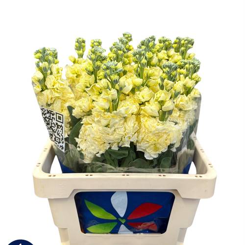 Levkoje hell gelb Iron Yellow 60cm Italien