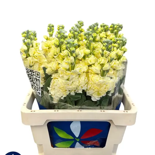 Levkoje hell gelb Iron Yellow 60cm Italien