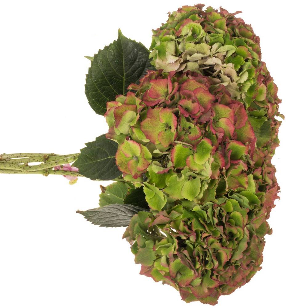 Hortensie grün/rot Palace Bol 18cm 50cm