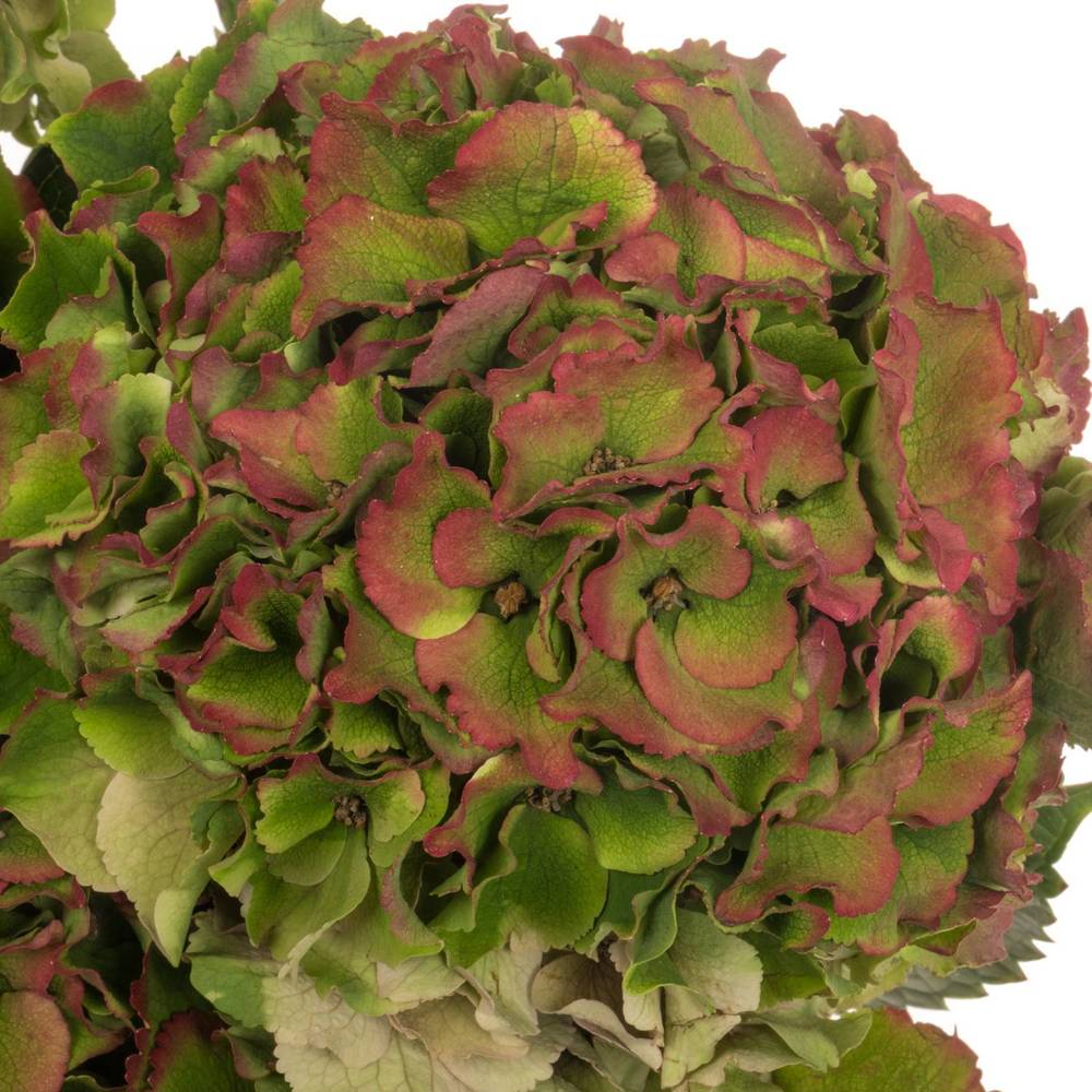 Hortensie grün/rot Palace Bol 18cm 50cm