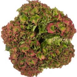 Hortensie grün/rot Palace Bol 18cm 50cm