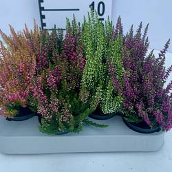 Calluna BL mix T06,5 H010