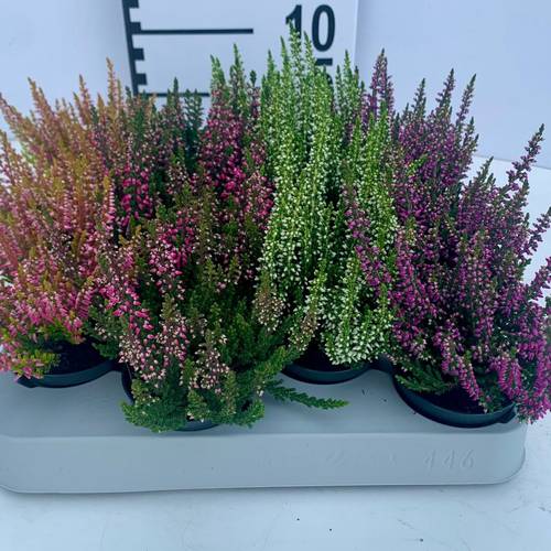 Calluna BL mix T06,5 H010