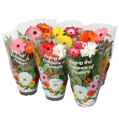Gerbera mix Carnaval Patio 3+Blüte T17 H030