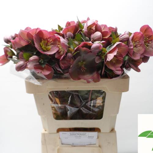 Helleborus rosa Penny s Pink 55cm