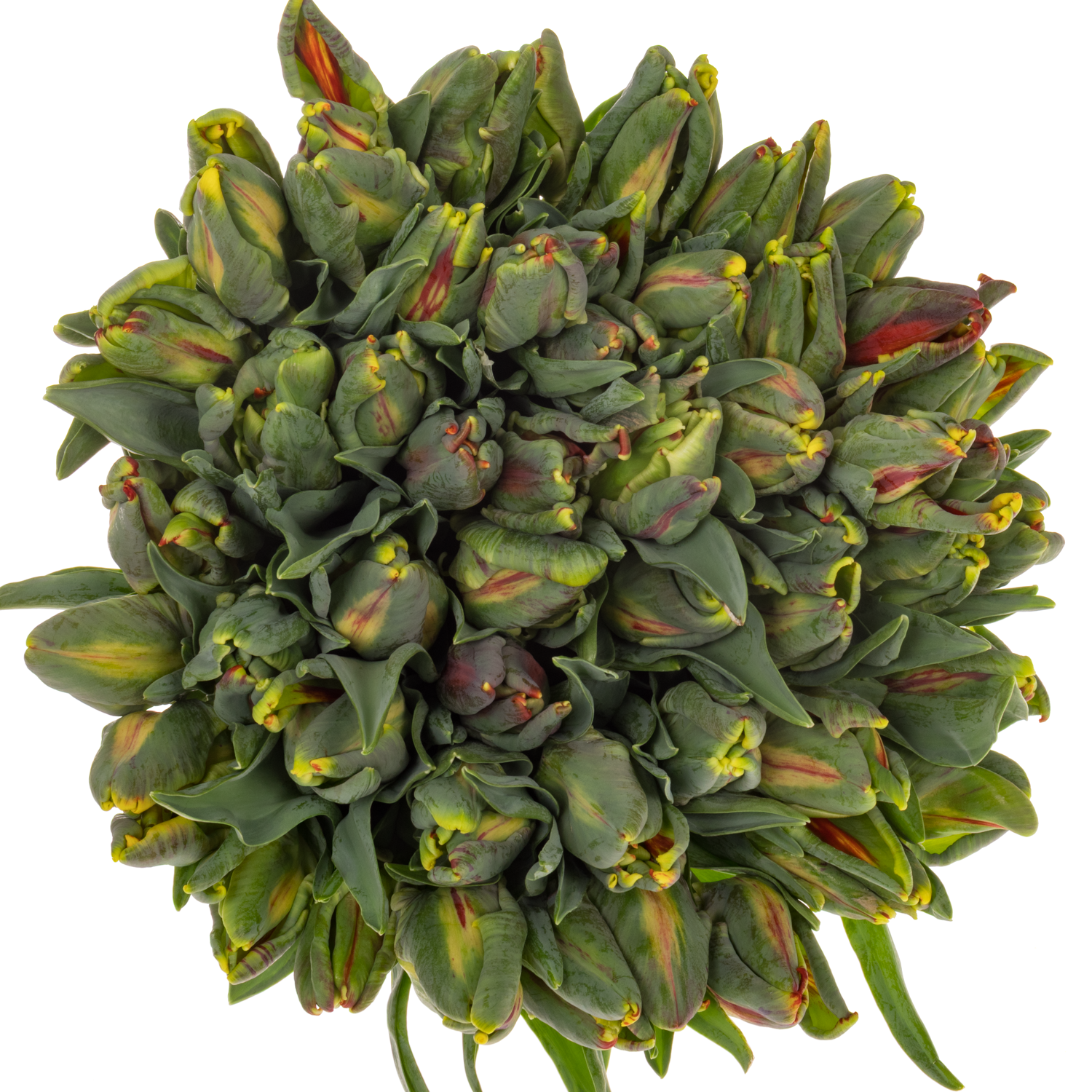 Tulpe rot/ gelb parrot Laura parrot 44 Gramm