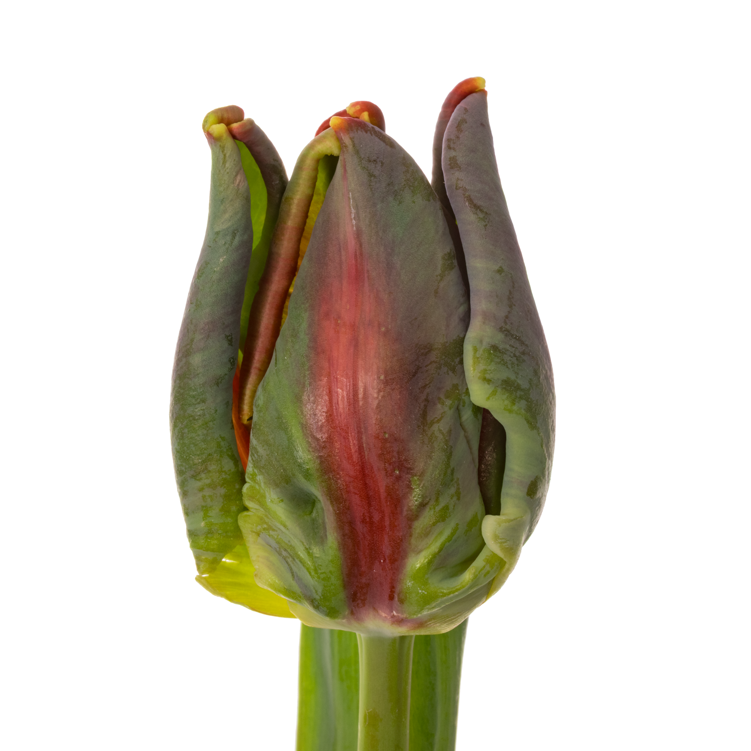 Tulpe rot/ gelb parrot Laura parrot 44 Gramm