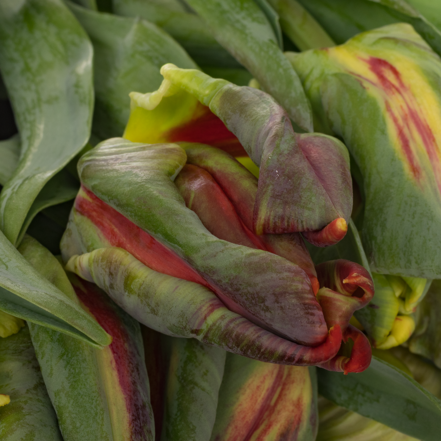 Tulpe rot/ gelb parrot Laura parrot 44 Gramm