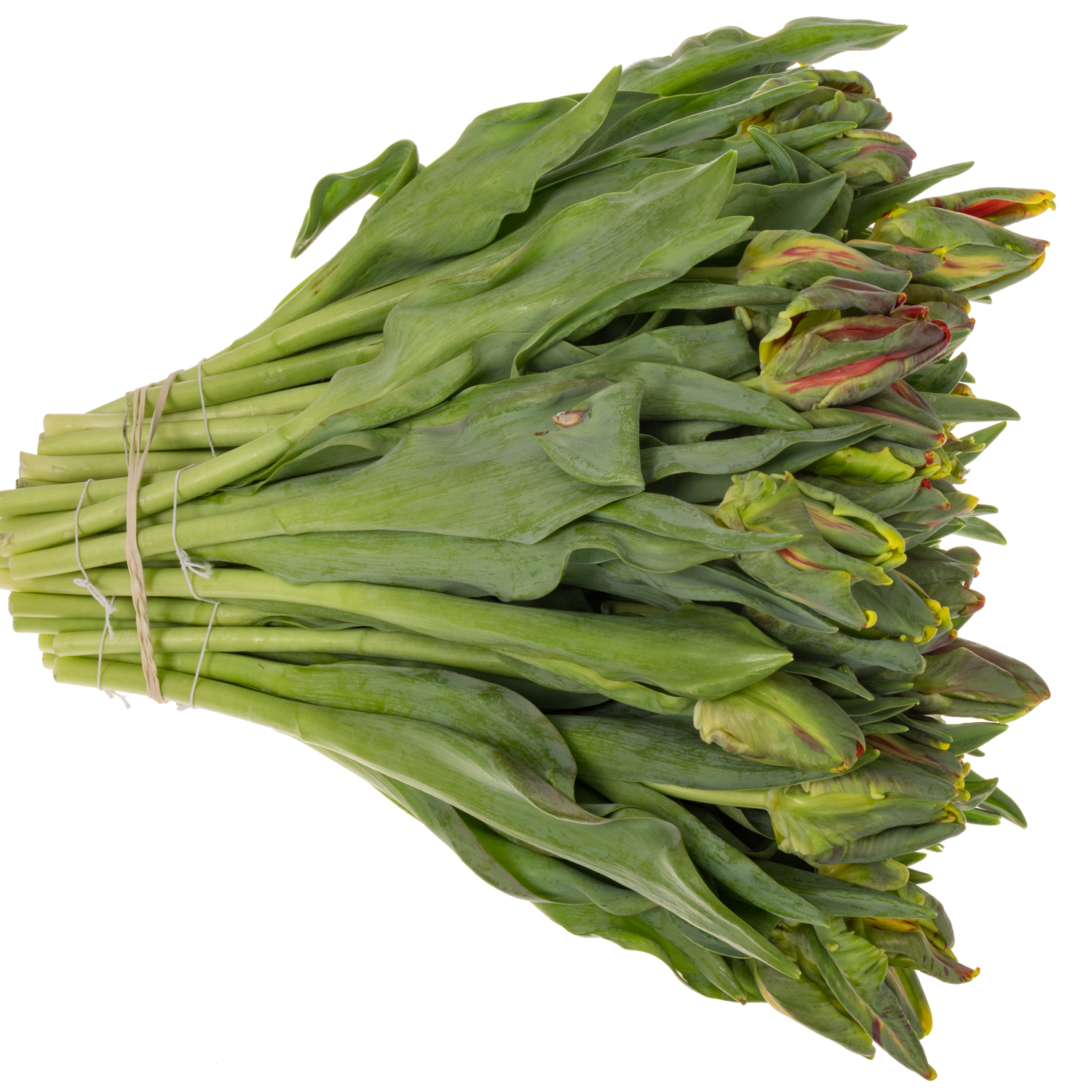 Tulpe rot/ gelb parrot Laura parrot 44 Gramm