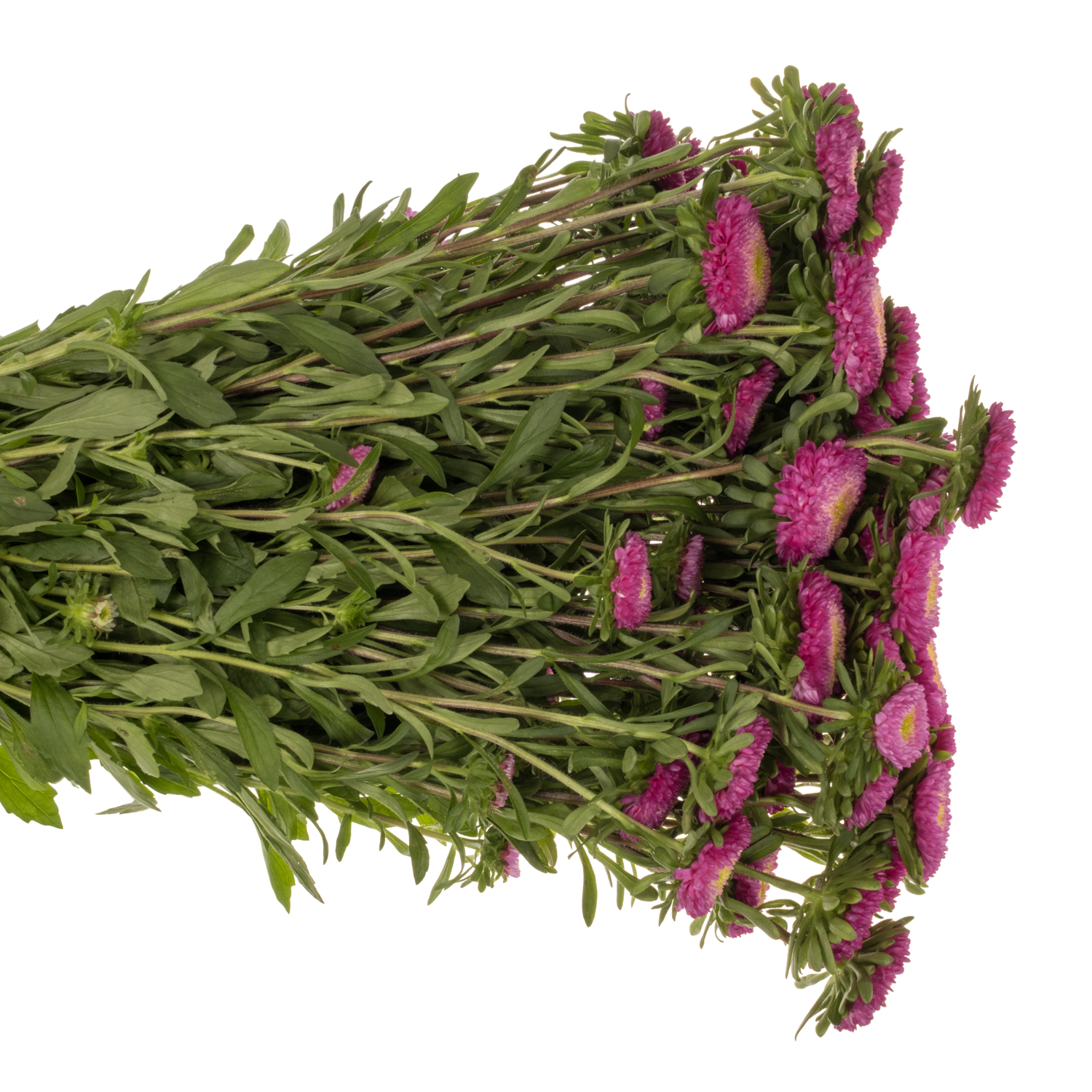 Aster dunkel rosa Verzweigt 70cm