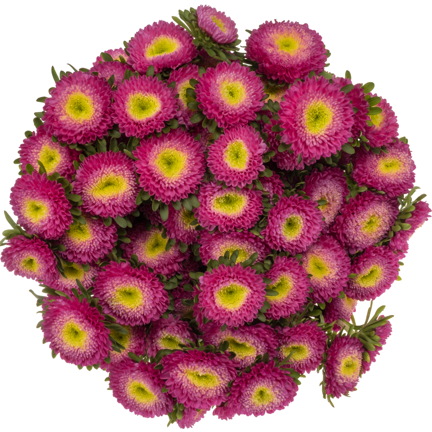 Aster dunkel rosa Verzweigt 70cm