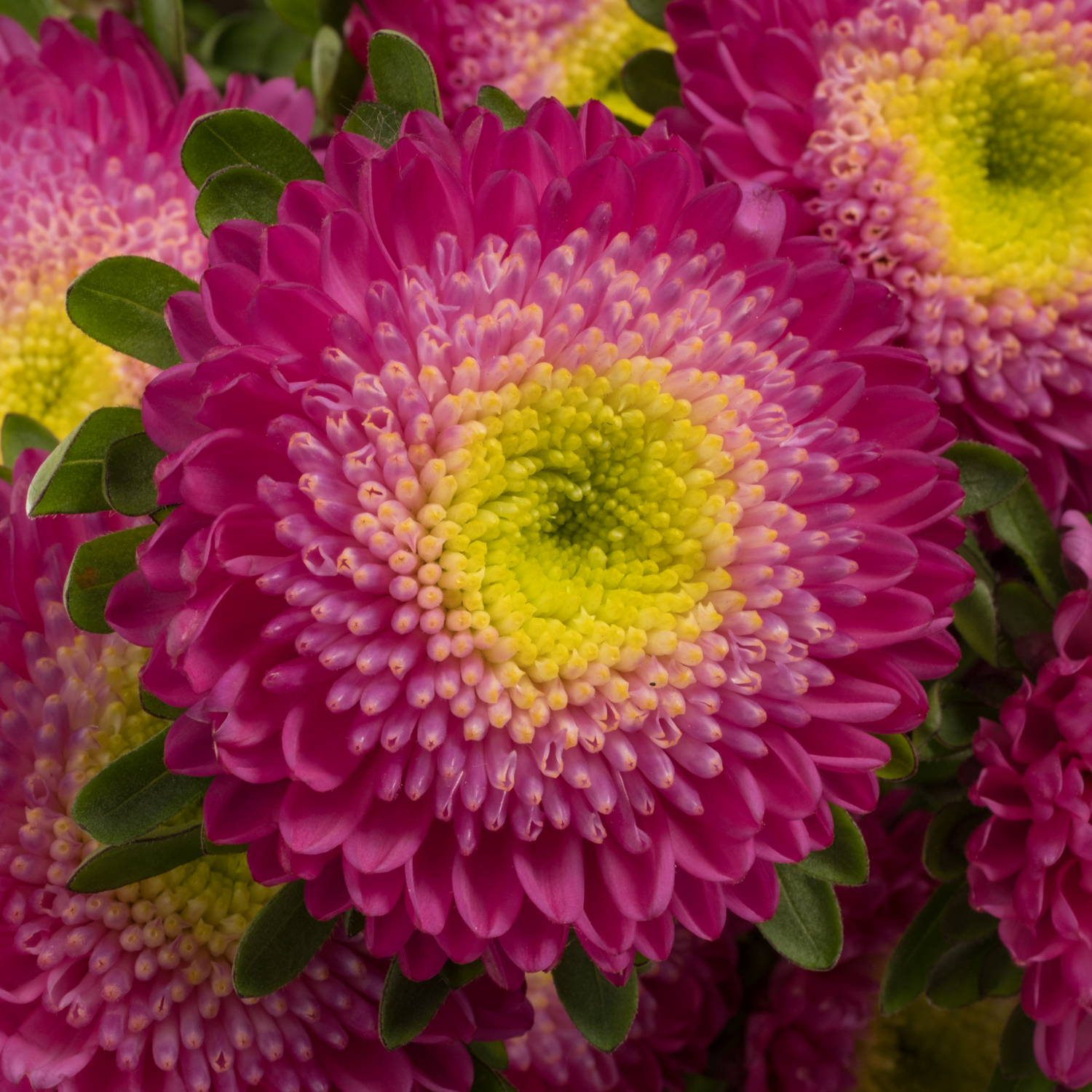 Aster dunkel rosa Verzweigt 70cm