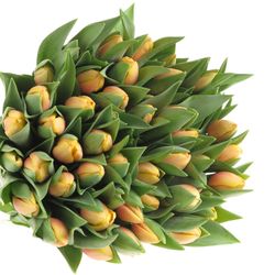 Tulpe aprico Marit 40 Gramm